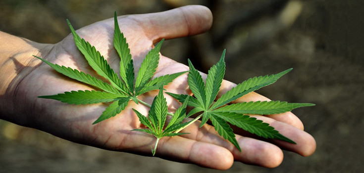 4 powody dlaczego użytkowanie marihuany jest pod kontrolą, thc thc.info