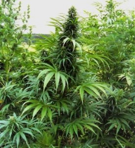 marihuana-lecznicza-medyczna-roslina-na-polu