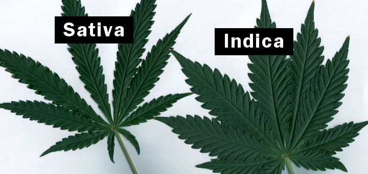 Różnica efektów cannabis sativa i cannabis indica, thc thc.info