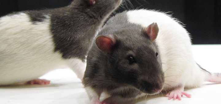 THC zapobiega uszkodzeniom mózgu u szczurów, thc thc.info