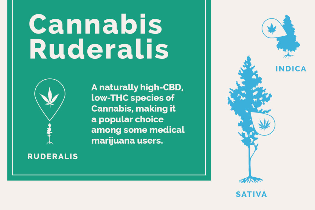 Co to jest Cannabis Ruderalis?, thc thc.info