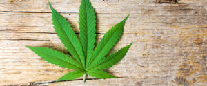 Nie wyrzucaj liści cannabis!, thc thc.info