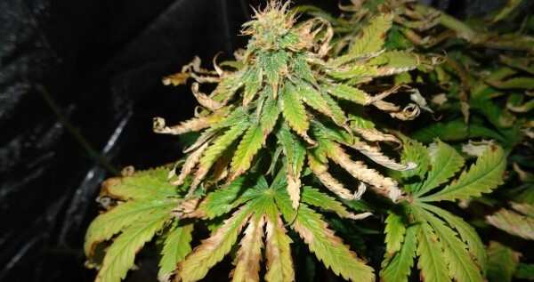 Niedobory w roślinach marihuany, thc thc.info