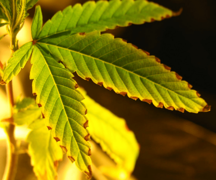 Składniki odżywcze w uprawie cannabis, thc thc.info