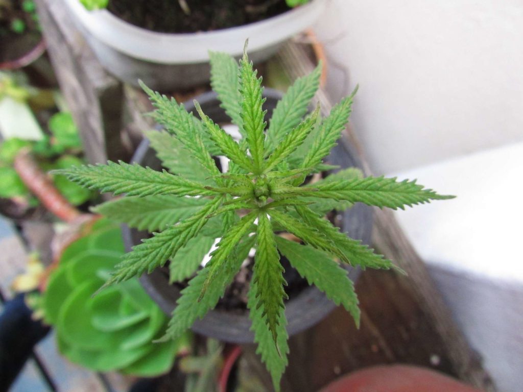 Ulepszanie marihuany, dzięki znanym roślinom, thc thc.info