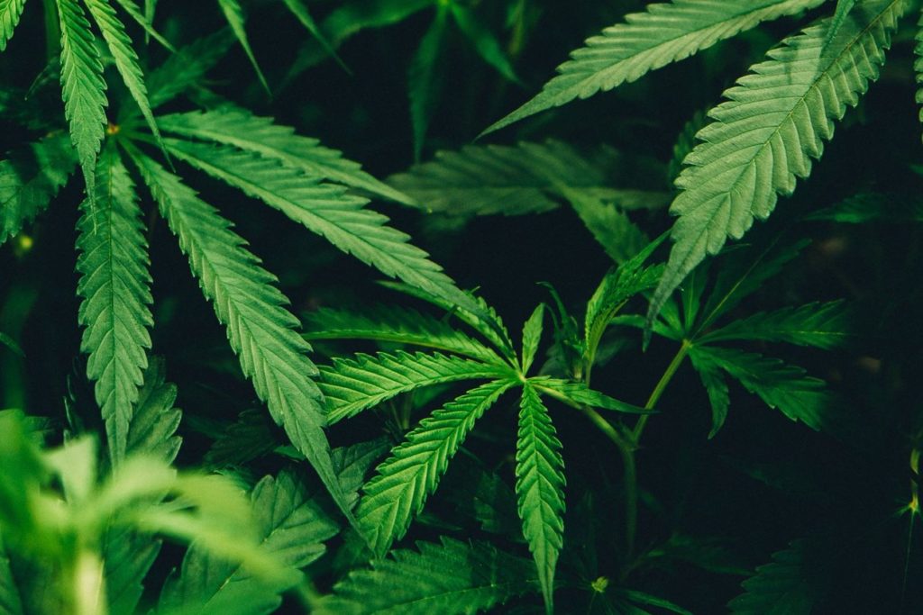 Cannabis – fakty, thc thc.info