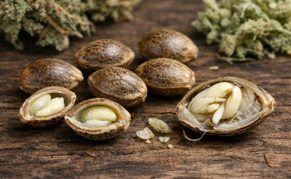 Budowa nasion marihuany