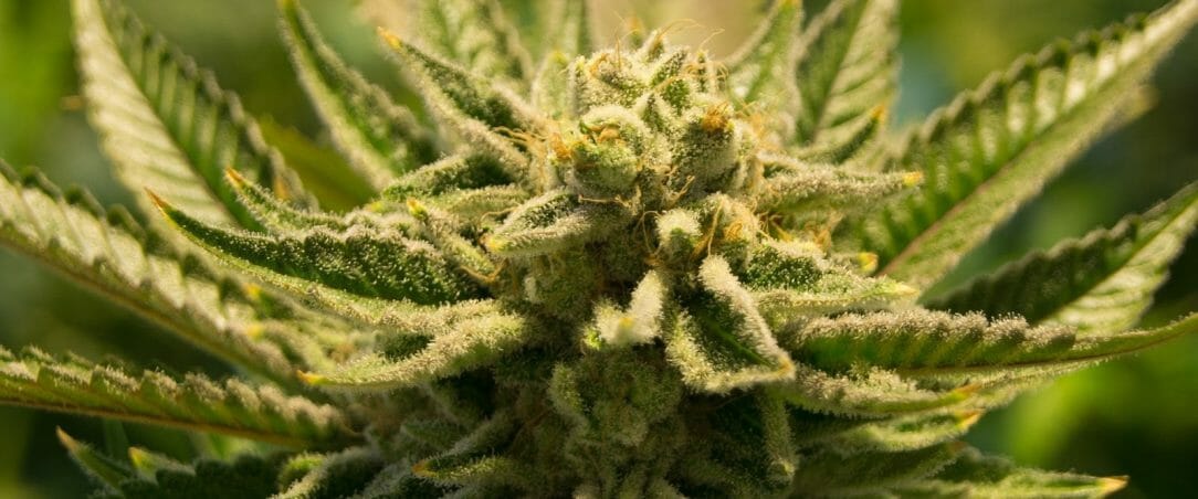 Co Mówi o Tobie Twoja Ulubiona Odmiana Marihuany