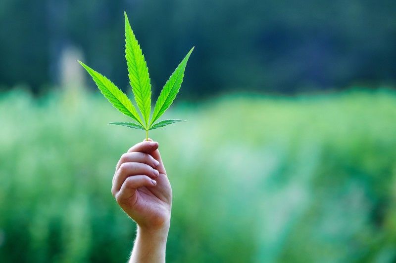 Gubernator Kolorado nazywa głosujących za legalizacją marihuany „lekkomyślnymi”, thc thc.info