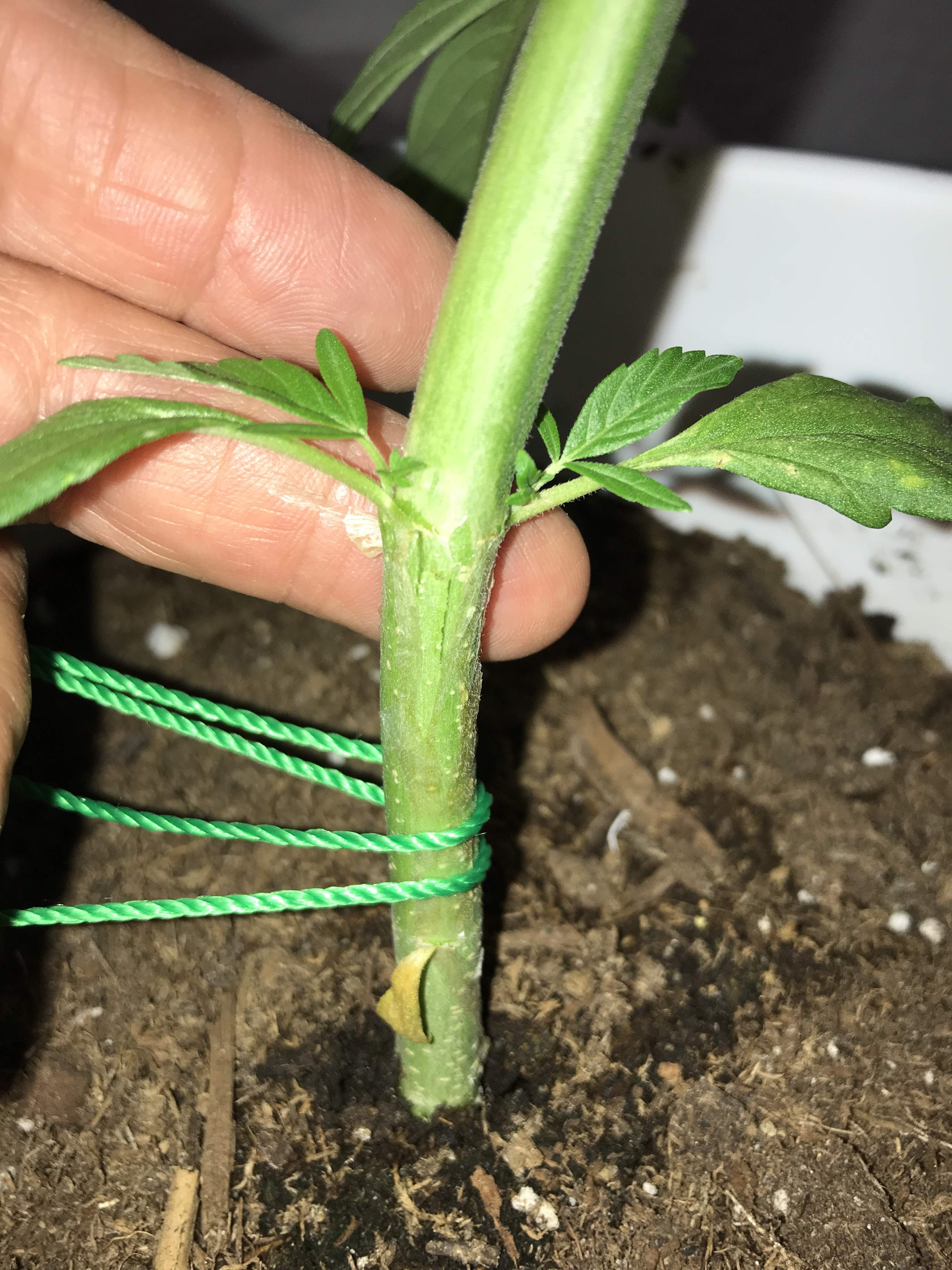 Naprawa Złamanych Łodyg Roślin Marihuany