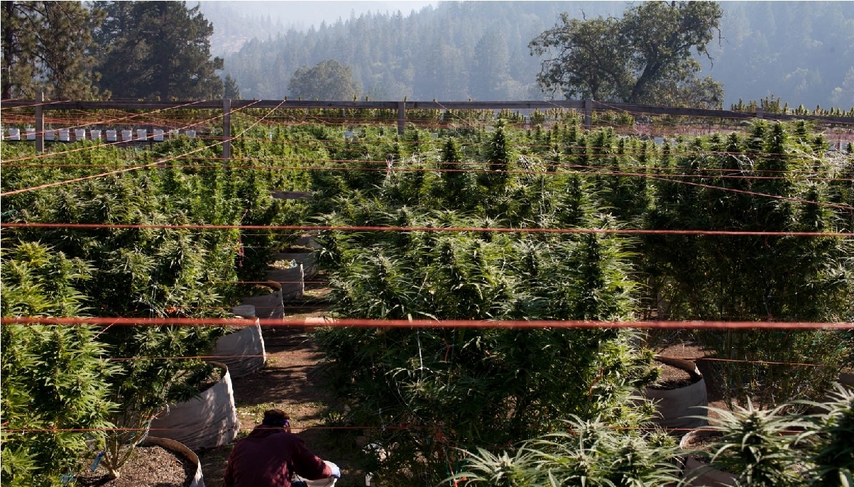 Najlepsze Odmiany Marihuany Do Leczenia Lęku