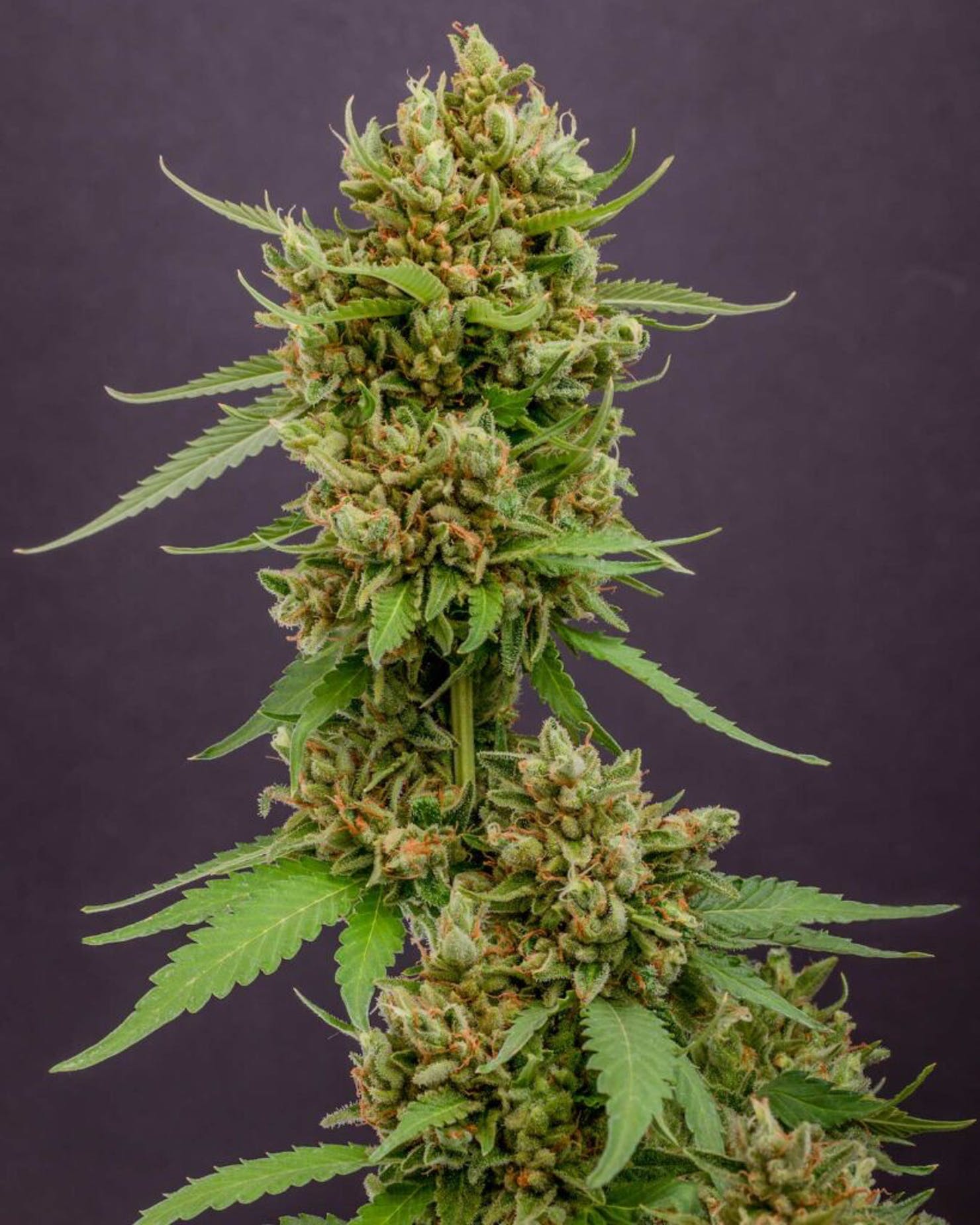 Dlaczego Przycinanie Roślin Marihuany Jest Konieczne?